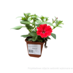 petunia sadzonka