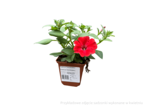 petunia sadzonka