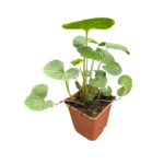 sadzonka wasabi