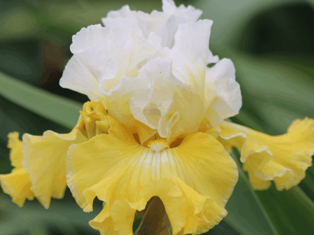 Irys bródkowy Joviality kłącze biało-żółty nr 558