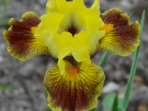 irys żółto-brązowy
