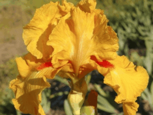 Irys pomarańczowy kosaciec