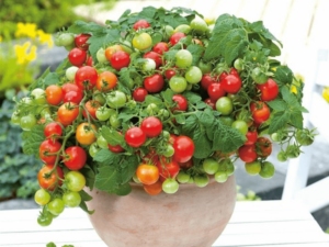 Mini czerwony pomidor na balkon