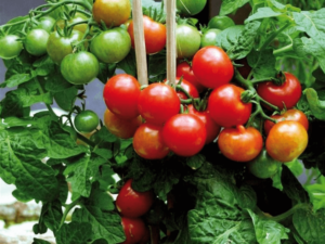 Mini pomidor balkonowy