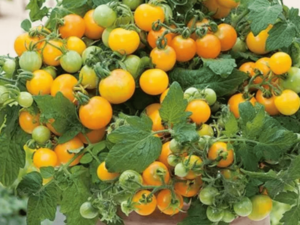 MINI ŻÓŁTY POMIDOREK NA BALKON