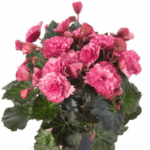 begonia