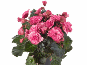 begonia