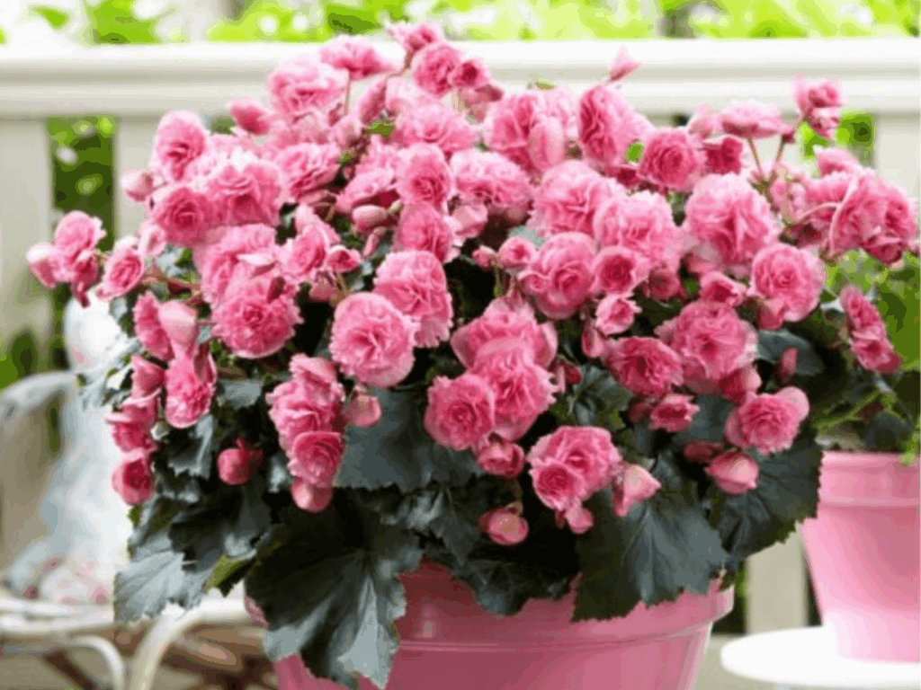 begonia