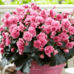begonia