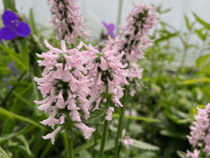 Czyściec 'Summer Sweets' duża sadzonka P12 jasnoróżowe kwiaty