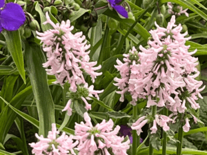 Czyściec summer sweets (3)