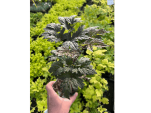 Pluskwica 'Pink Spike' (1)