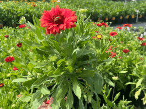 Czerwone kwiaty bylina