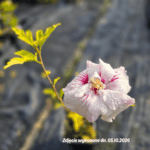 Hibiscus' China Chiffon''