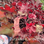 Bordowa żurawka