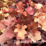 Żurawka 'Carmel'