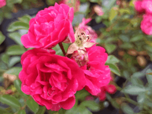 Róża okrywowa 'Dark Fairy' róża