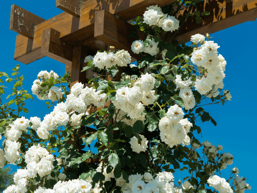 biała róża pnąca
