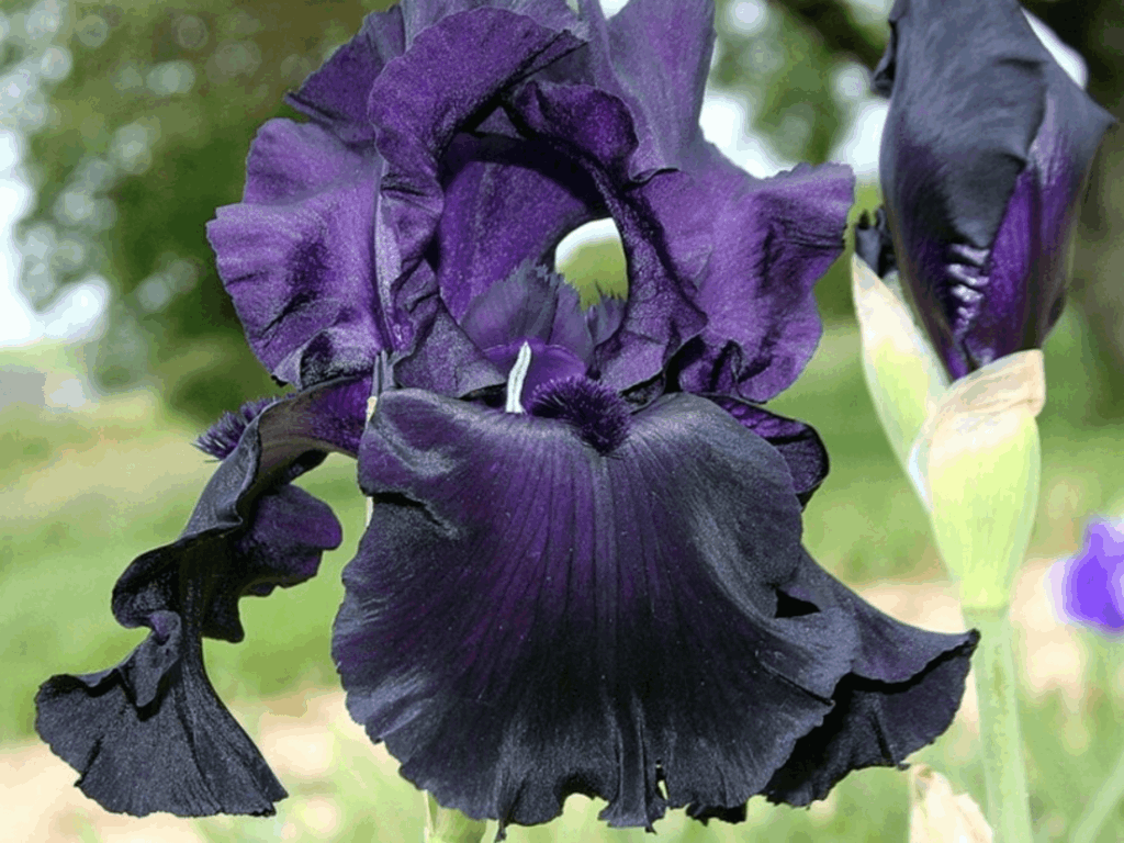 Irys ciemny Black Tie Affair