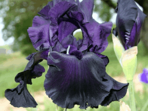 Irys ciemny Black Tie Affair