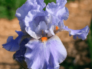 Irys niebieski Blue Seduction