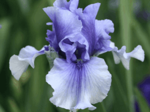 Irys niebieski Electric Shock