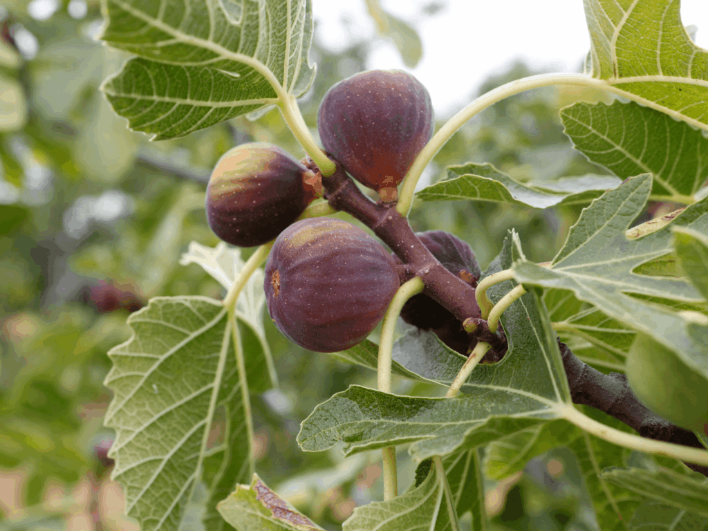 figowiec