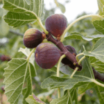 figowiec