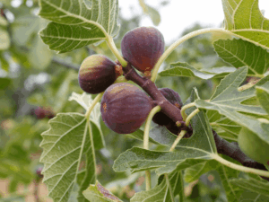figowiec