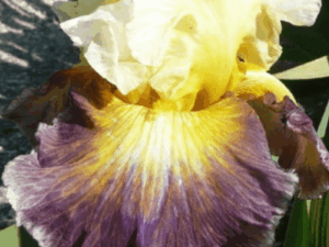 Irys bródkowy Fusion żółto-fioletowy kłącze nr 360