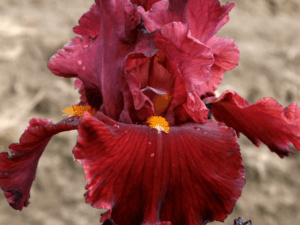 Irys niski czerwony Hottie