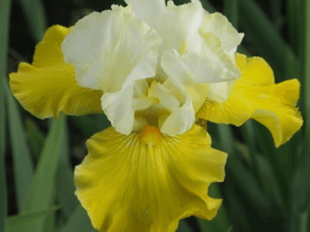Irys żółto-biały