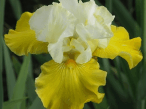 Irys żółto-biały