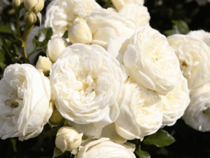 białe róże