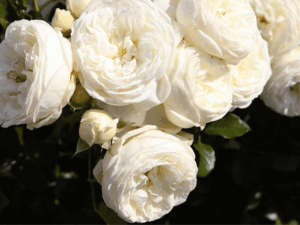 białe róże