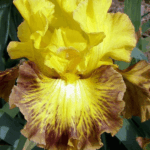 Irys Tiger Stripe