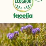nasiona facelia