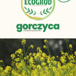 gorczyca nasiona poplon