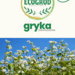 gryka