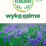 wyka ozima poplon