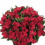 czerwona alstremeria