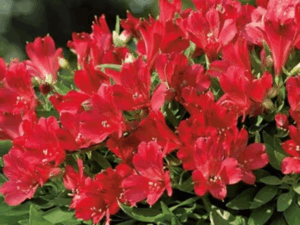 czerwona alstremeria