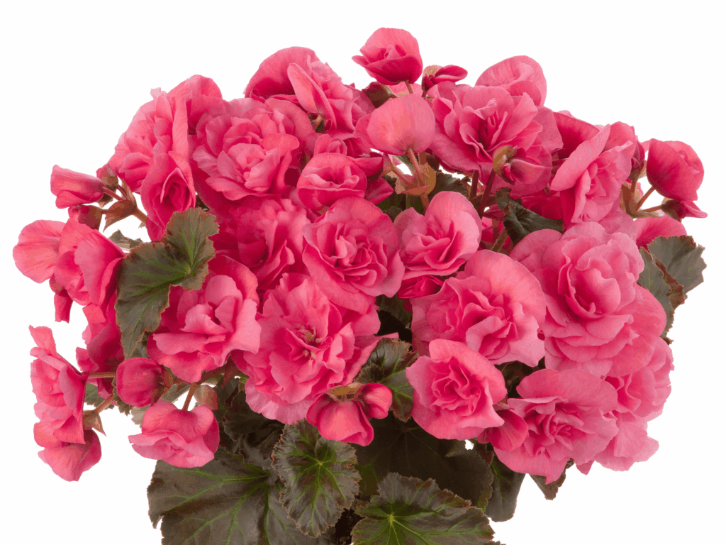 begonia