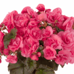 begonia