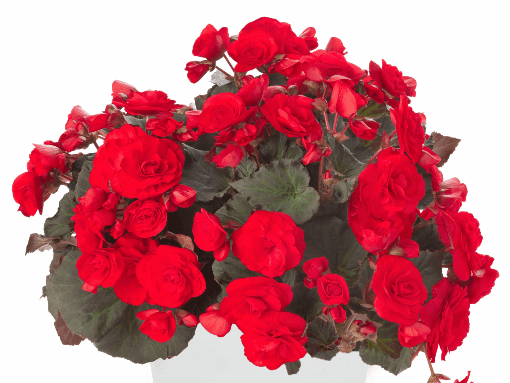 czerwona begonia
