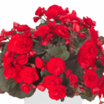 czerwona begonia