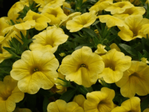 Calibrachoa Superbells 'Pocket Yellow' sadzonka P9 żółta