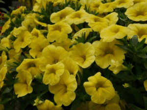 Calibrachoa Pocket Yellow