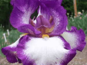 Biało-fioletowe kwiaty