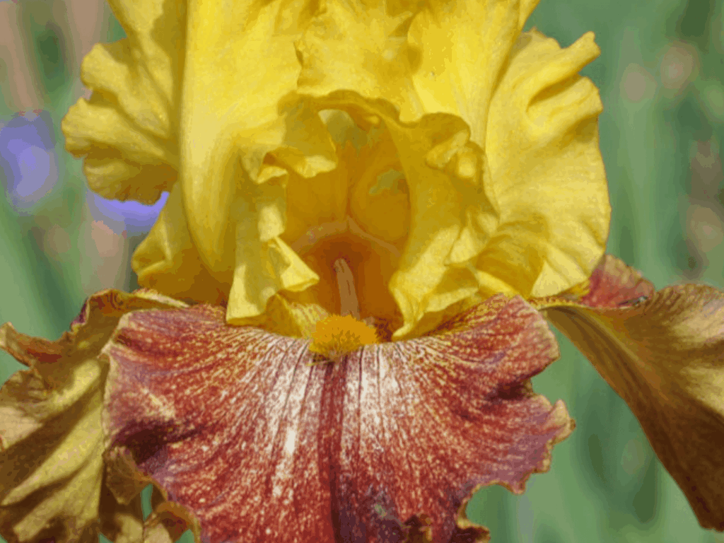 Irys żółto-pomarańczowy